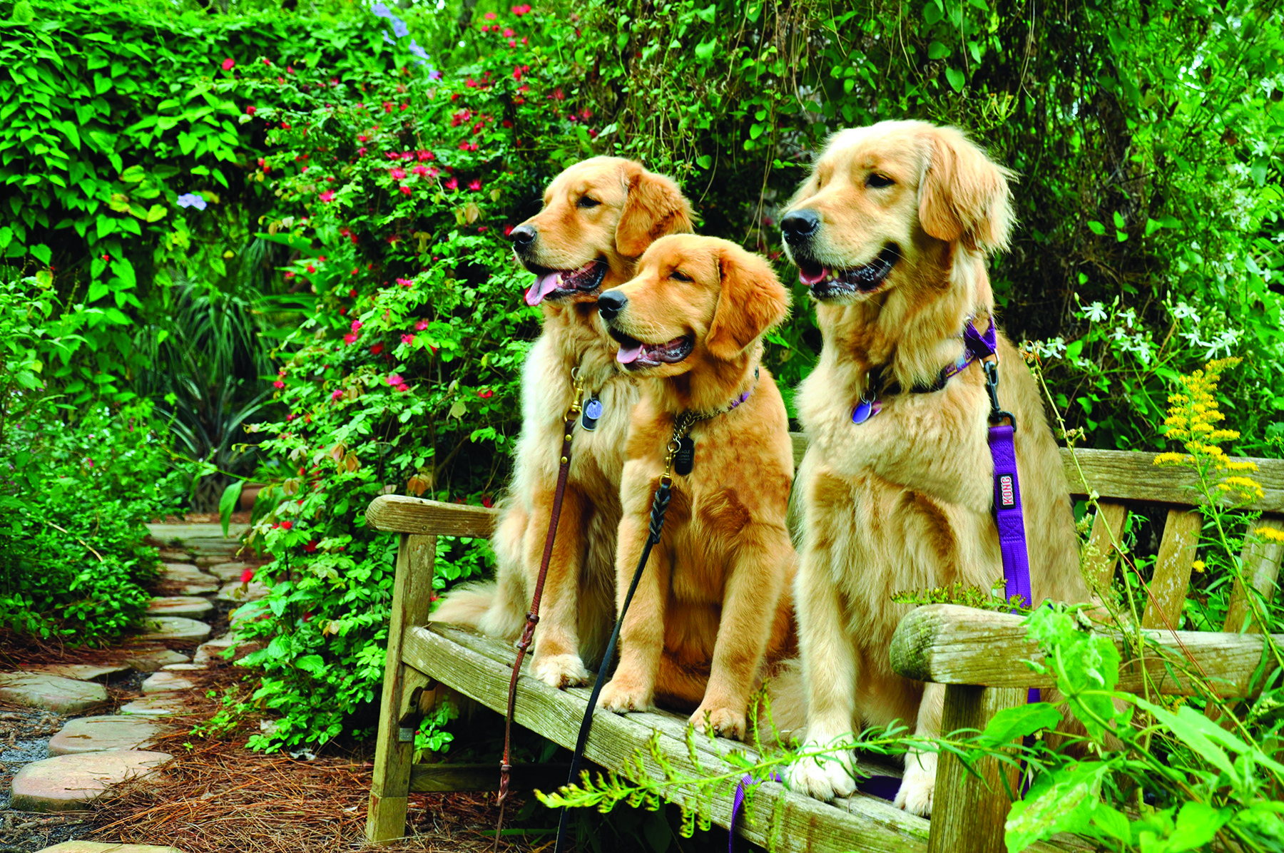 Mounts Botanical Garden offers escape from summer heat