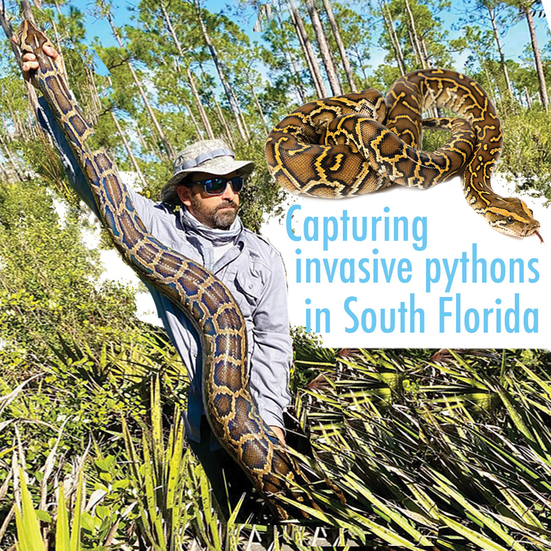 Capturing invasive pythons in South Florida – The Parklander Magazine ...